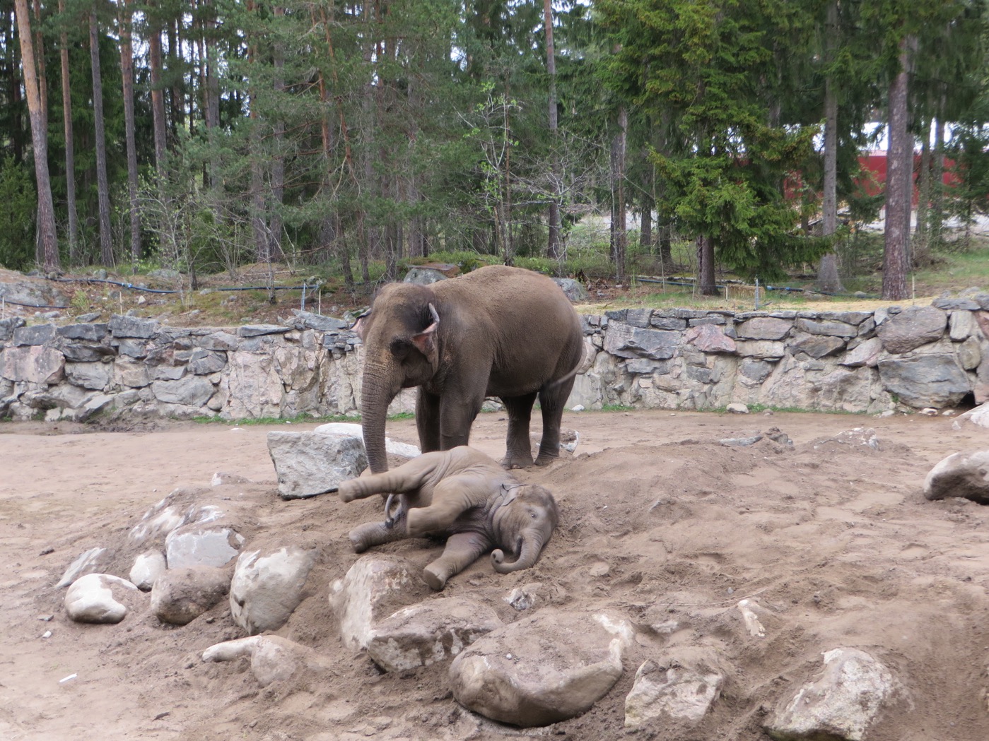 Elefanterna kan man titta på hur länge som helst.