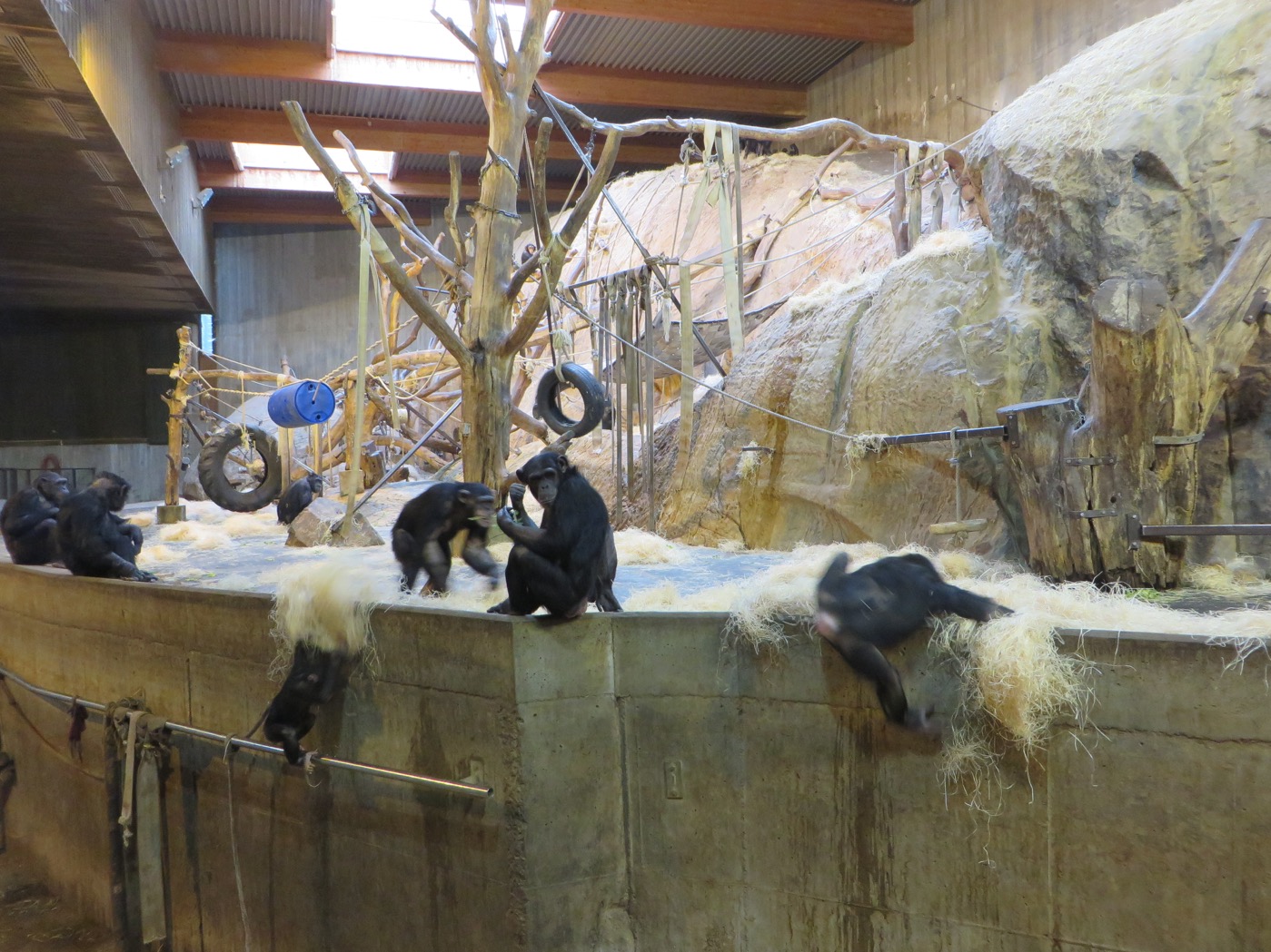 Låtande och lekande schimpanser.