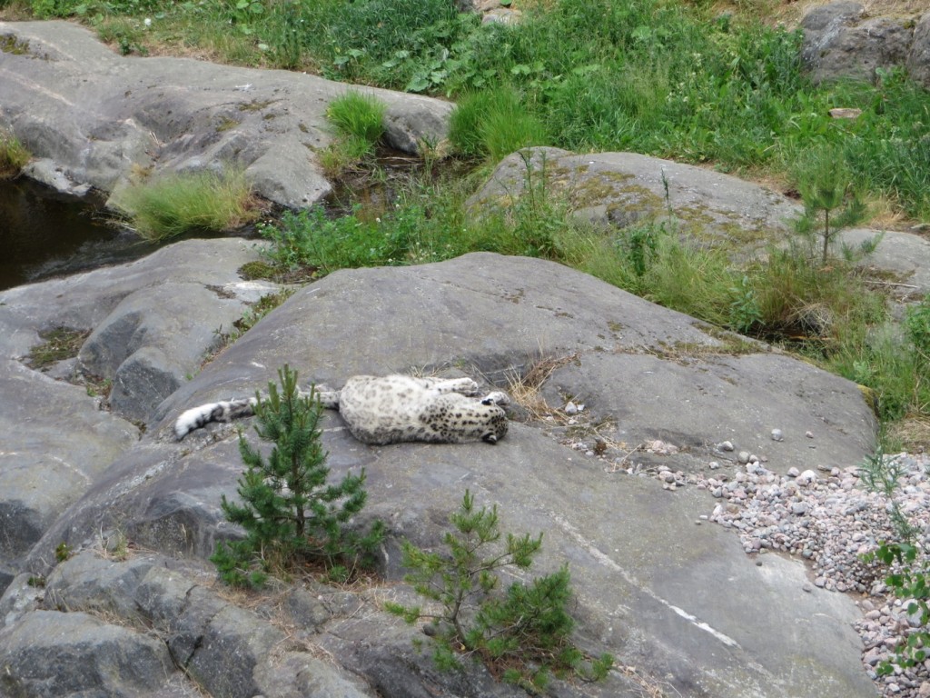 Snöleoparder blev vår utsikt under lunchen. Kan det bli bättre?!