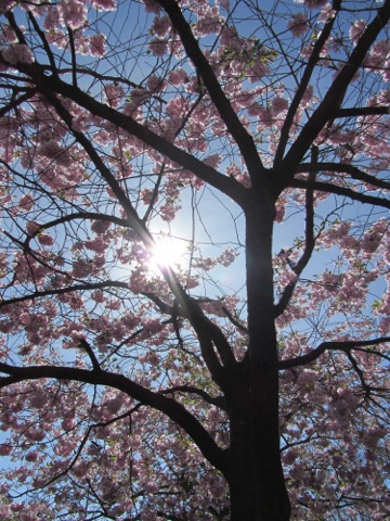 Solen sken över Kungsträdgården och körsbärsträden står i full blom