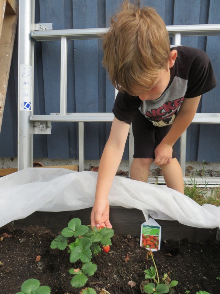 Självplock på tomten