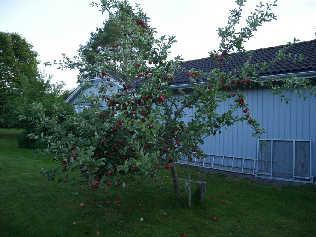 Äppelträdet på min tomt, fullt med röda krispiga supergoda äpplen.