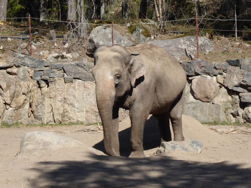 Elefanterna är roliga djur - svalkar av sig med en dusch sand!