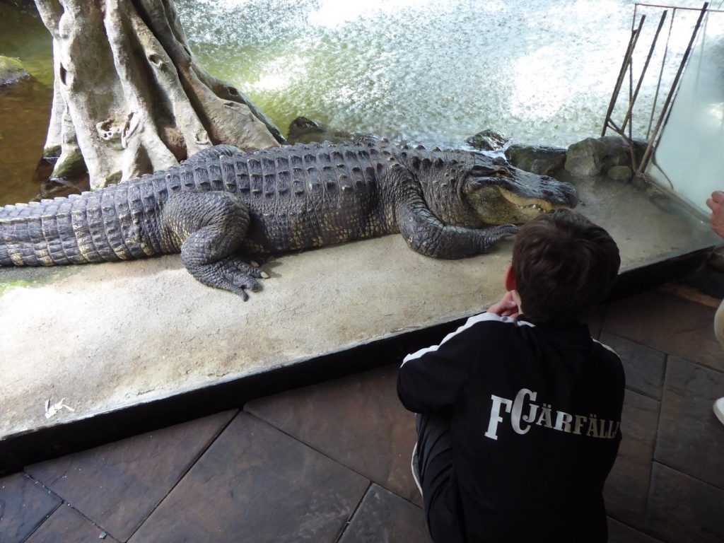 Krokodil, Alligator eller nåt sånt - minns inte riktigt :-) 