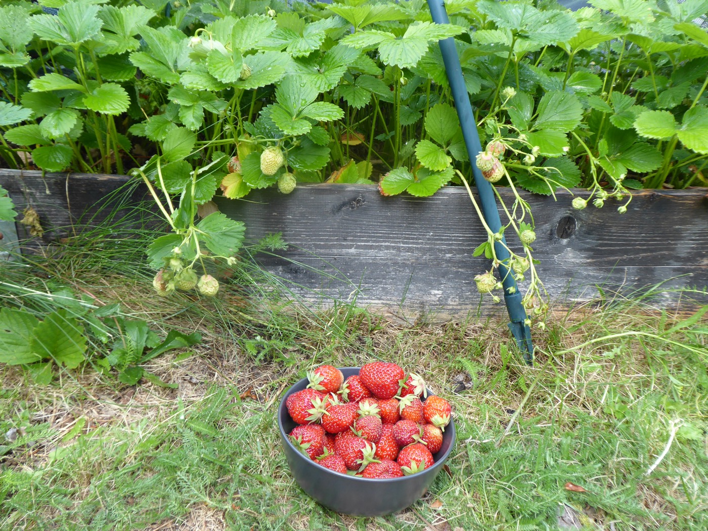 odla jordgubbar i pallkrage