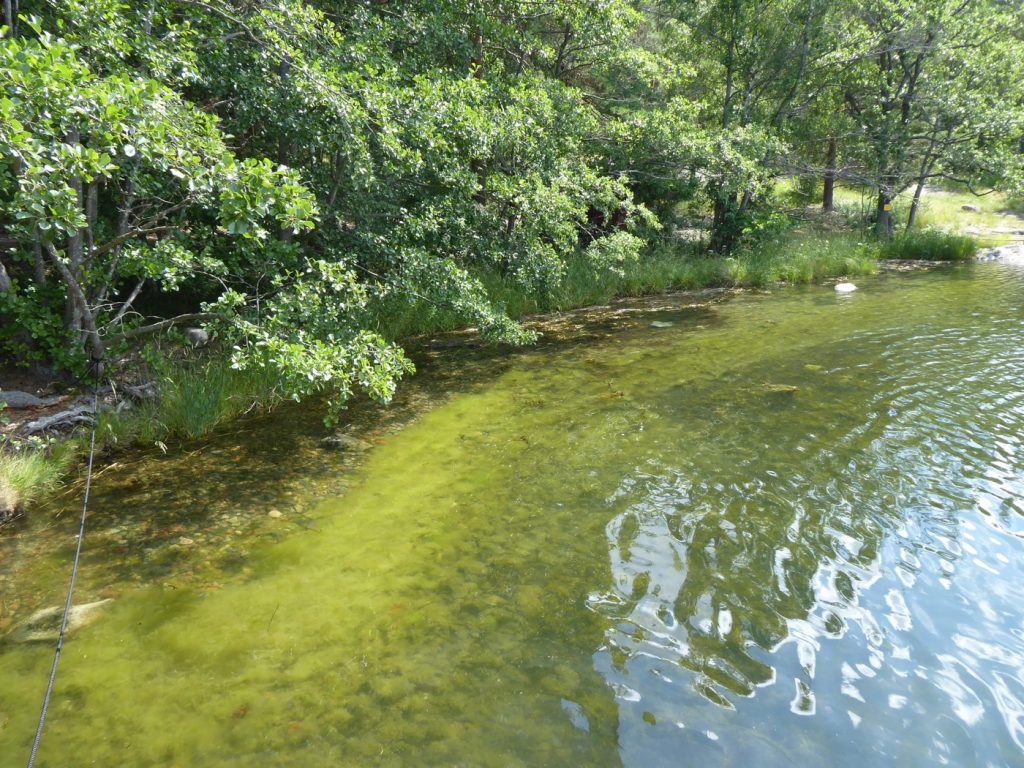 Grönt är skönt men inte när det kommer till algblomning. 