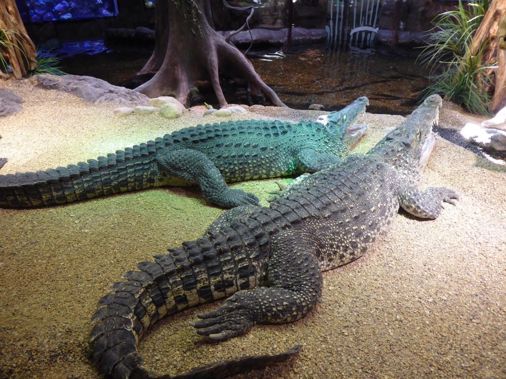Krokodilerna ligger blixtstilla och ser nästan döda ut.