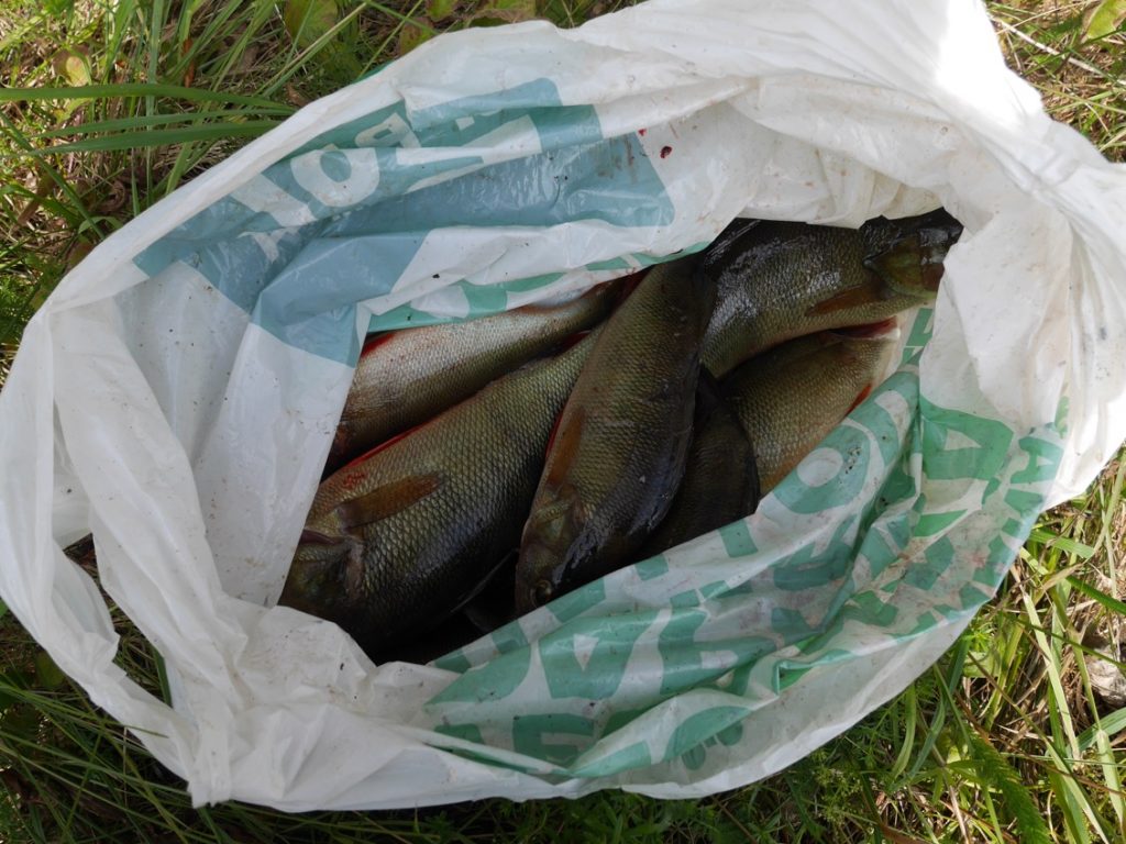 Hälften av fisken togs med hem, hälften kastades levande tillbaka i sjön.