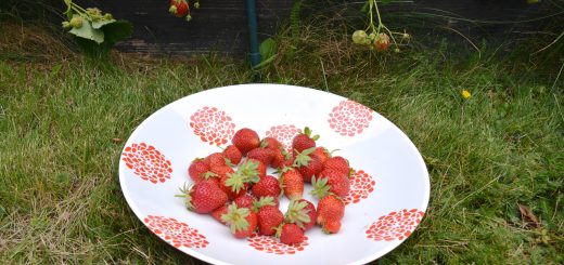 Inget slår hemodlade jordgubbar!