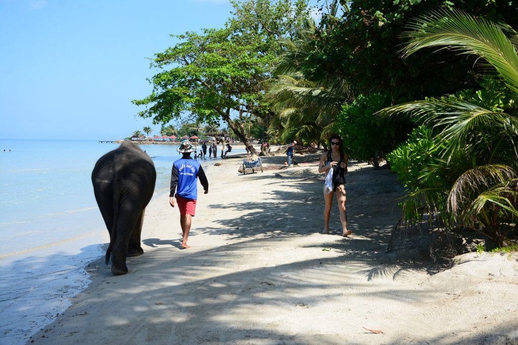 Elefanter som badar i vattnet är en vanlig syn vid Kai Bae Beach