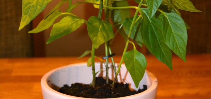 Från frö till chiliplanta!