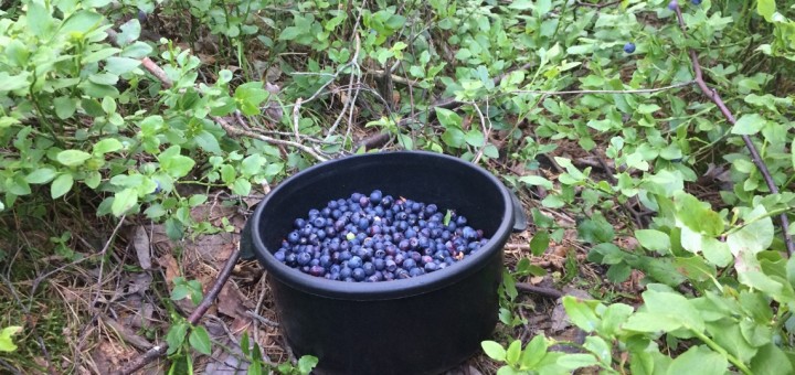 Nyttiga goda blåbär