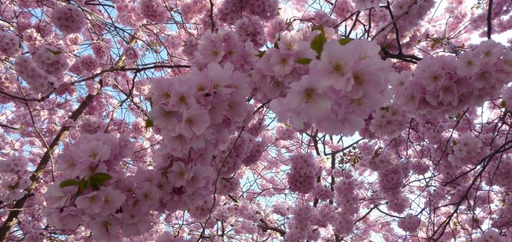 Körsbärsblommans dag