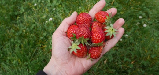 Underbart söta, röda jordgubbar.
