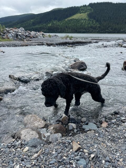 Fabbe uppskattade det kalla klara vattnet!