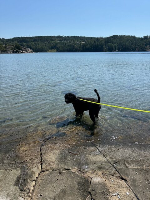 Kortet togs INNAN vi visste att hundar inte fick bada här.