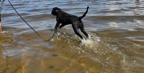 Campingen hade en stor strand där hundar var välkomna.