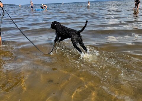 Campingen hade en stor strand där hundar var välkomna.