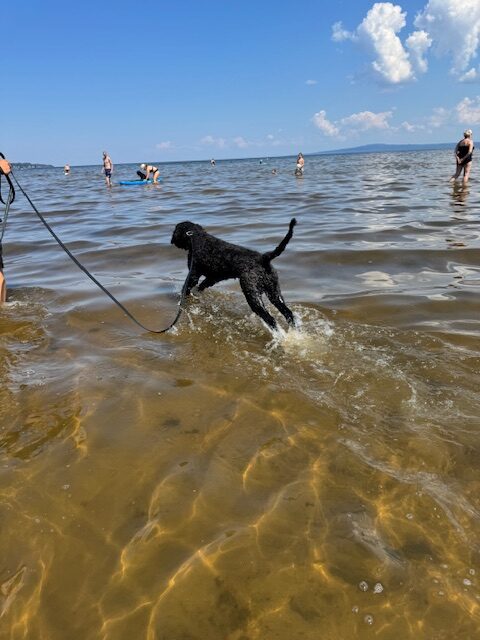 Campingen hade en stor strand där hundar var välkomna.