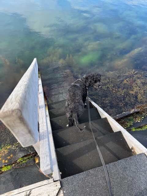 Badet närmast oss hade en stege som var perfekt för Fabbe att gå i vattnet från.